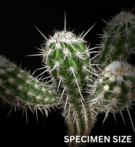 Natural handmade esparto cactus, different sizes and models