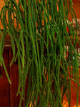 Rhipsalis baccifera ssp baccifera 3" pots Jungle Cactus
