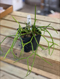 Rhipsalis baccifera ssp baccifera 3” and 5” pots Jungle Cactus