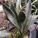 Sansevieria aethiopica Large Leaf Form  - Rare Sansevieria Species