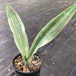 Sansevieria guineensis White Stripe Giant Large Variegated Sansevieria