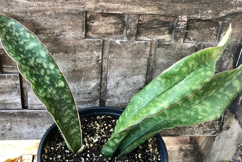 Sansevieria Rare Hybrids - Species- Snake Plants For Sale – Page 2 –  Paradise Found Nursery