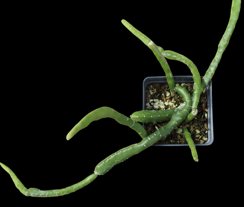 Selenicereus urbanianus cv monstrosus   Hanging Basket Plant Monstrose Cactus