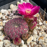 Sulcorebutia rauschii 3"